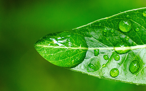 leaf-and-water-drop